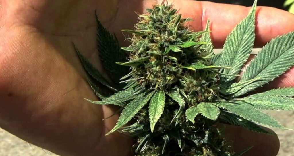 Blitz nel negozio di cannabis light a Primavalle: sequestrata erba con THC oltre i limiti